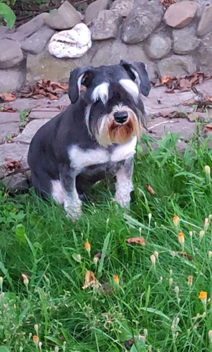 Річний хлопчик породи цвергшнауцер з документами КСУ