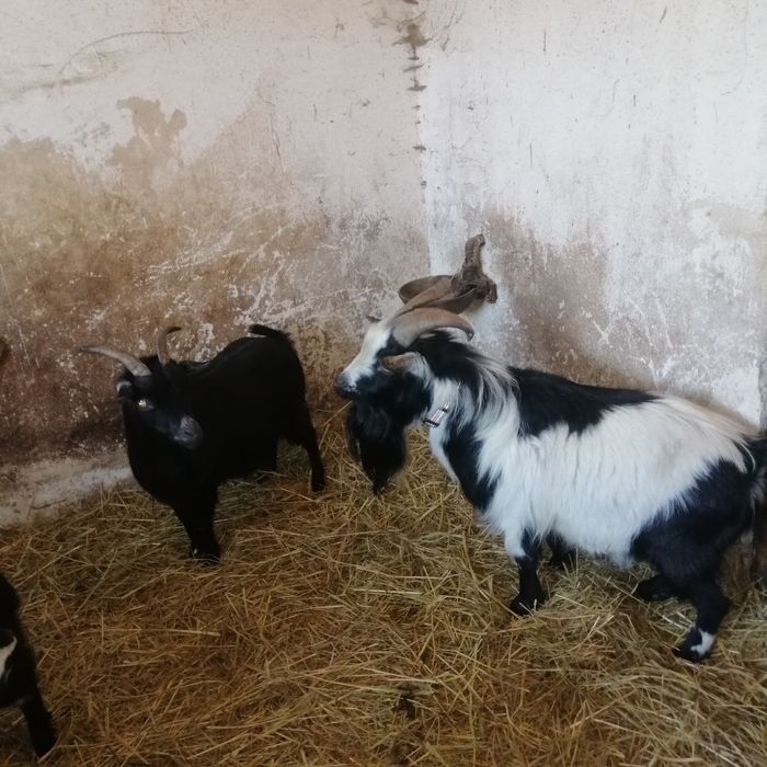 Sprzedam kózki miniaturowe do zabawy z dziećmi ,  wypasania trawników.