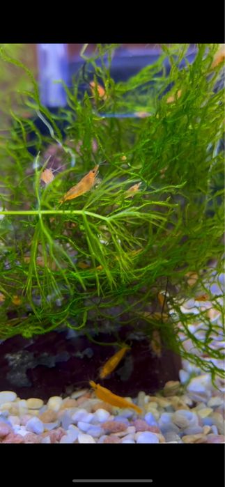 Креветки, рибки, мох печінковий, річія