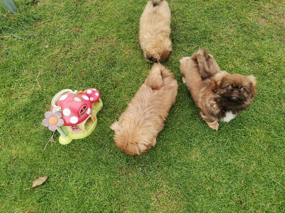 Pekińczyk Pekińczyki  Nie Shih Tzu