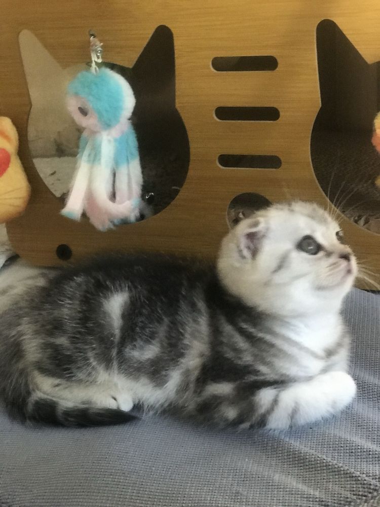 Котик шотландский 1,5 месяца