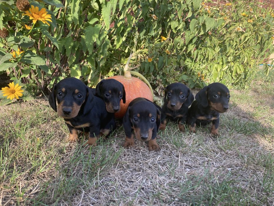 Jamnik miniaturowy/króliczy