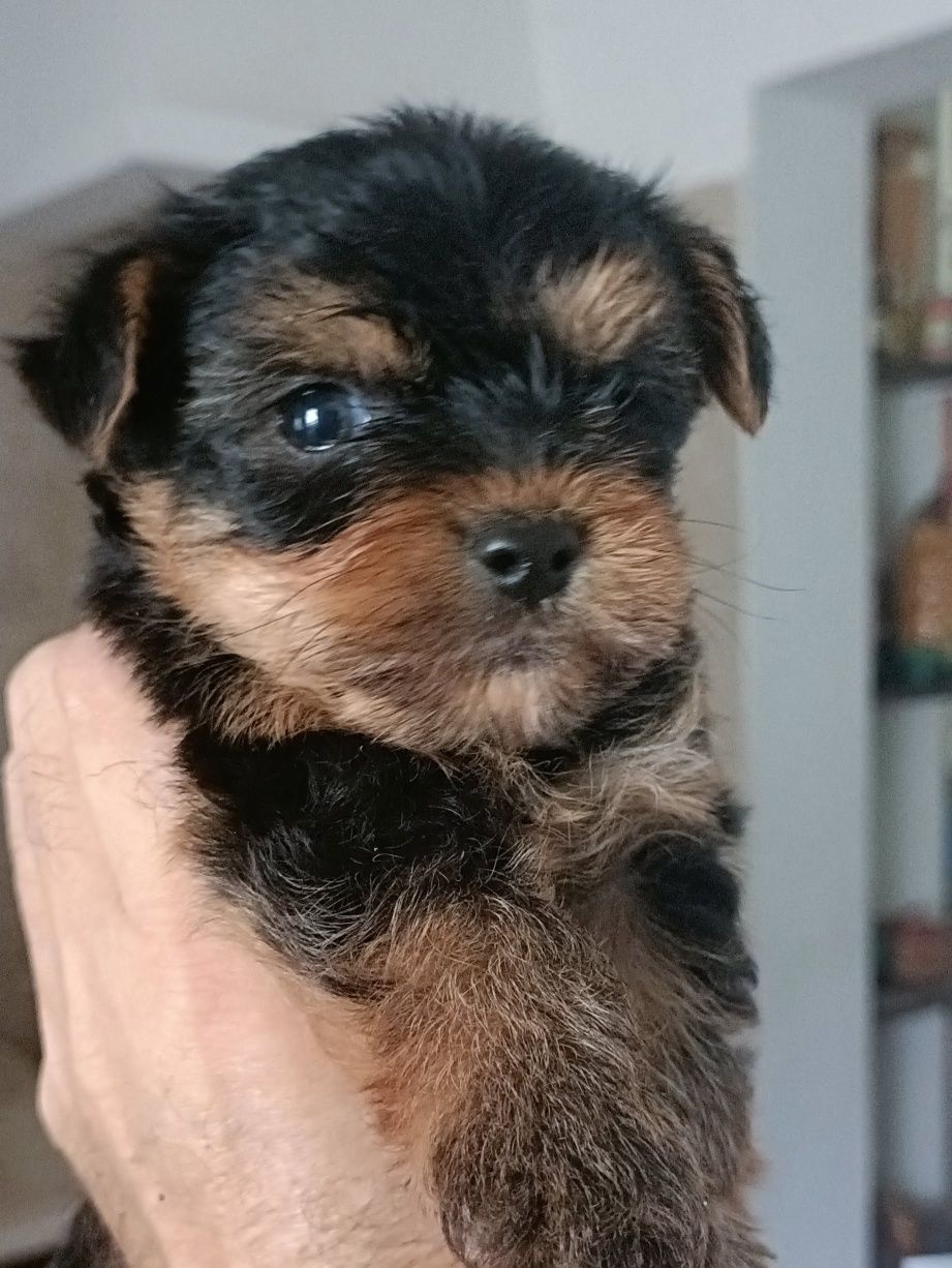 Yorkshire Terrier mini