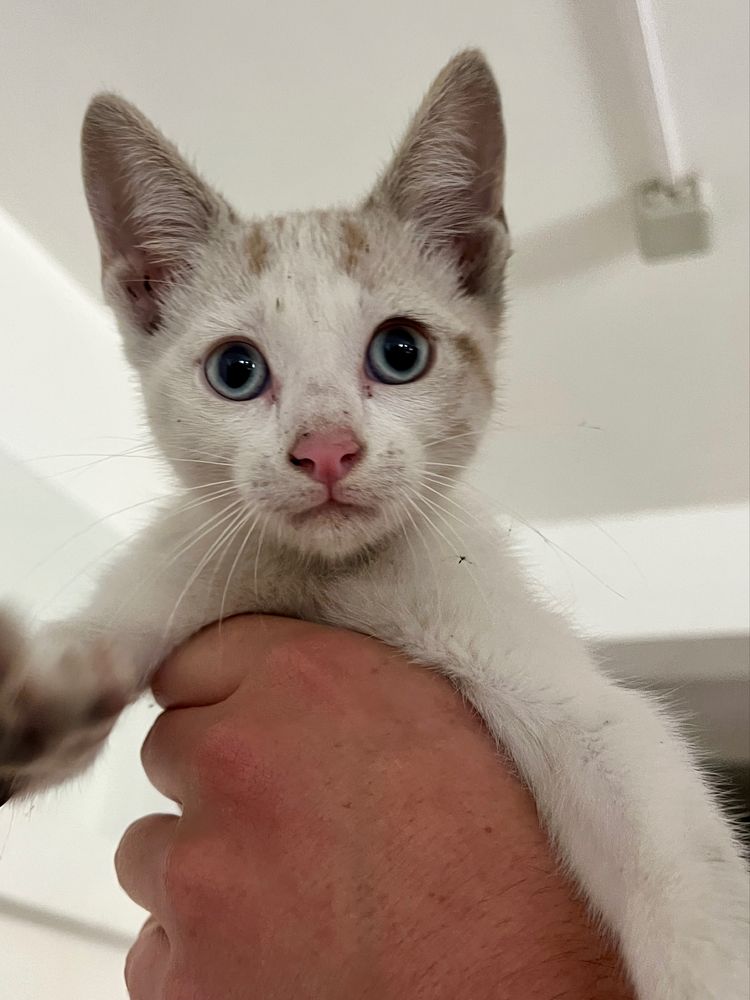 Gatinho para adoção!!