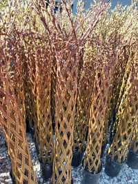 Wierzba pleciona Salix americana 140cm