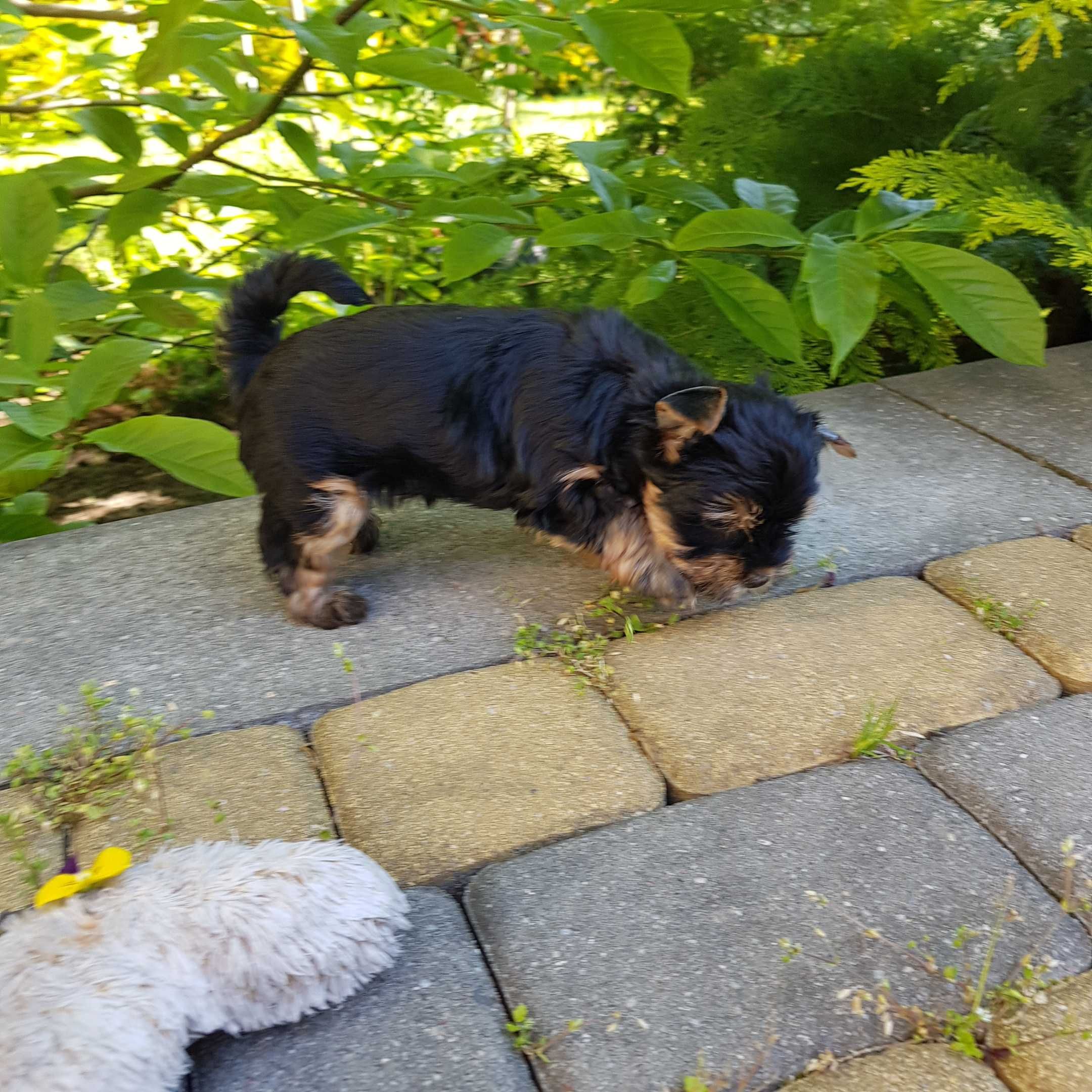Yorkshire terrier piesek