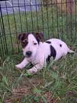 Jack Russell Terrier piesek rodowód