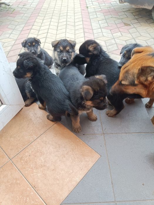 Німецька вівчарка цуценята