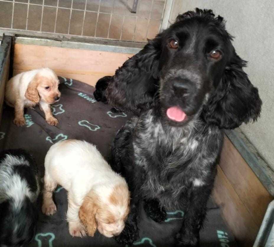 Cocker Spaniel Inglês TOP