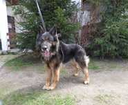 Pies w typie owczarka niemieckiego do adopcji