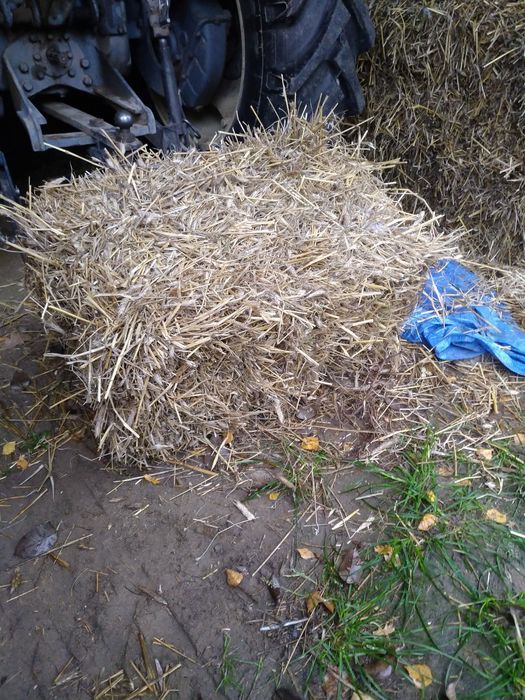 Bal. Kostka słoma z pszenżyta z tego roku