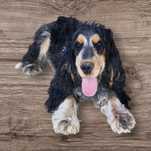 Cocker spaniel angielski