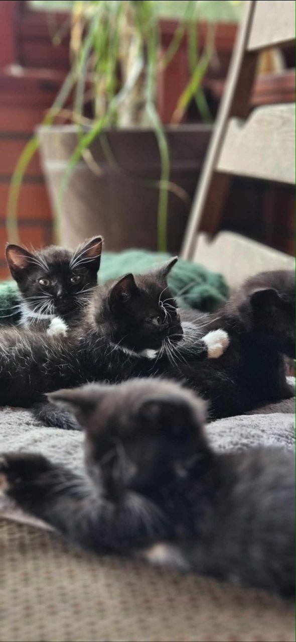 Kot do adopcji w dobre ręce