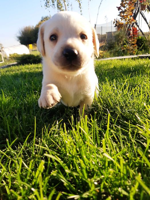 Labrador retriever szczenięta, rodowód