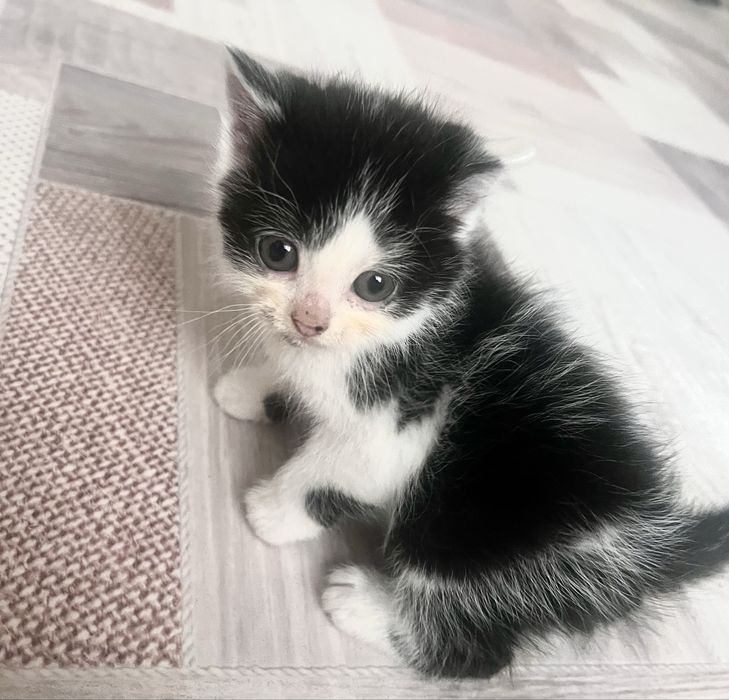 Кошеня  шотландске  безкоштовно