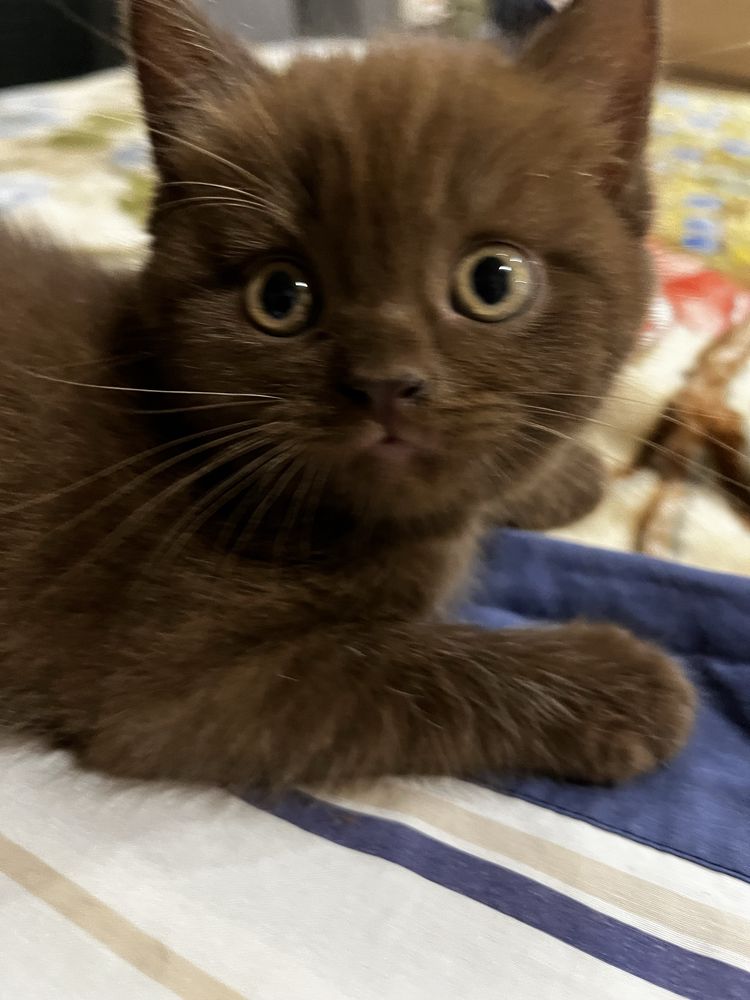Gatinho Scottish straight chocolate