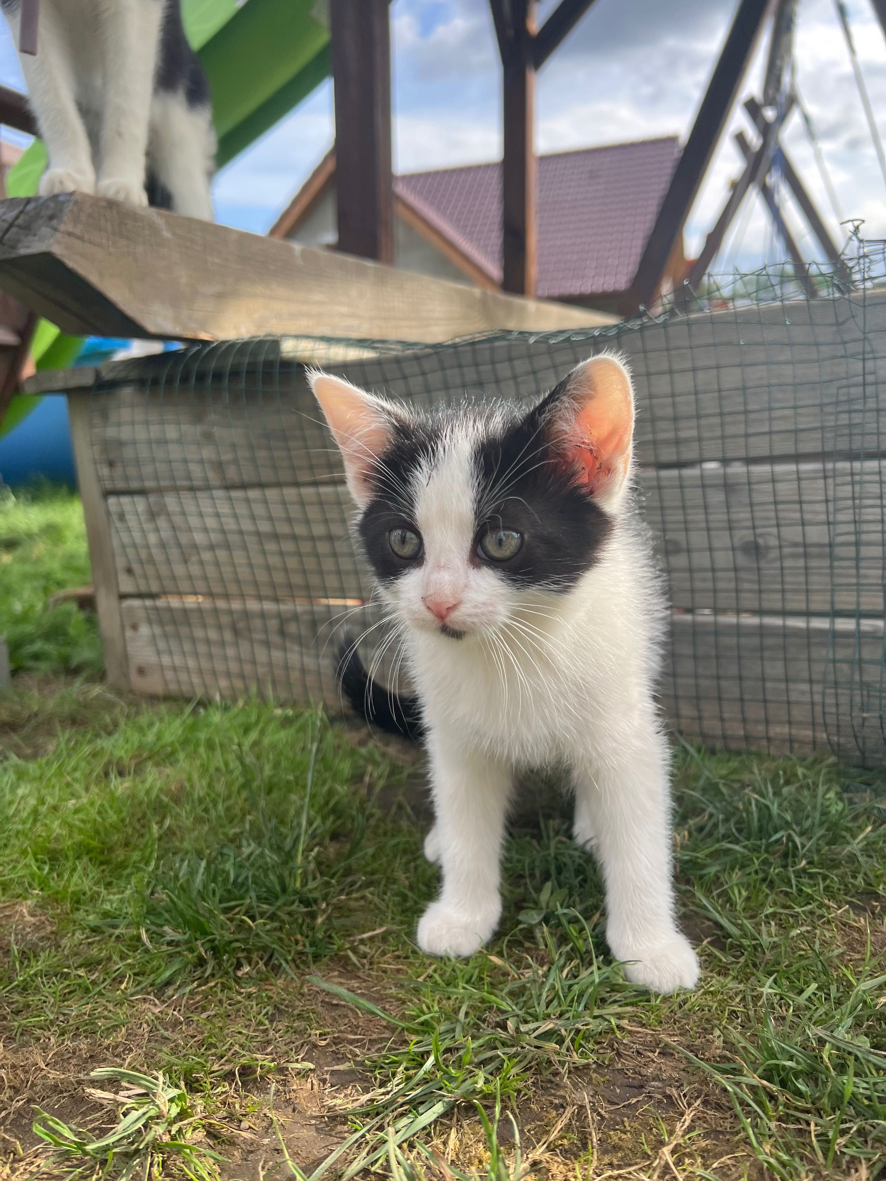 trzy śliczne kotki do oddania