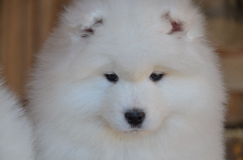 Samoyed ZKwP FCI