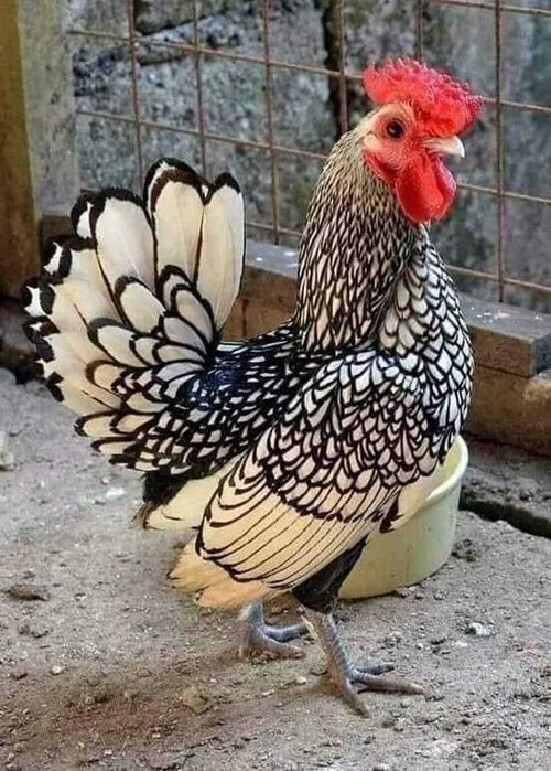 Срібний сібрайт кури та півники, серебристый сибрайт, себрайт