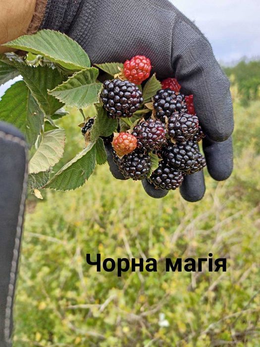 Смородина(червона,біла,чорна), ожина,  агрус, горіх велетень