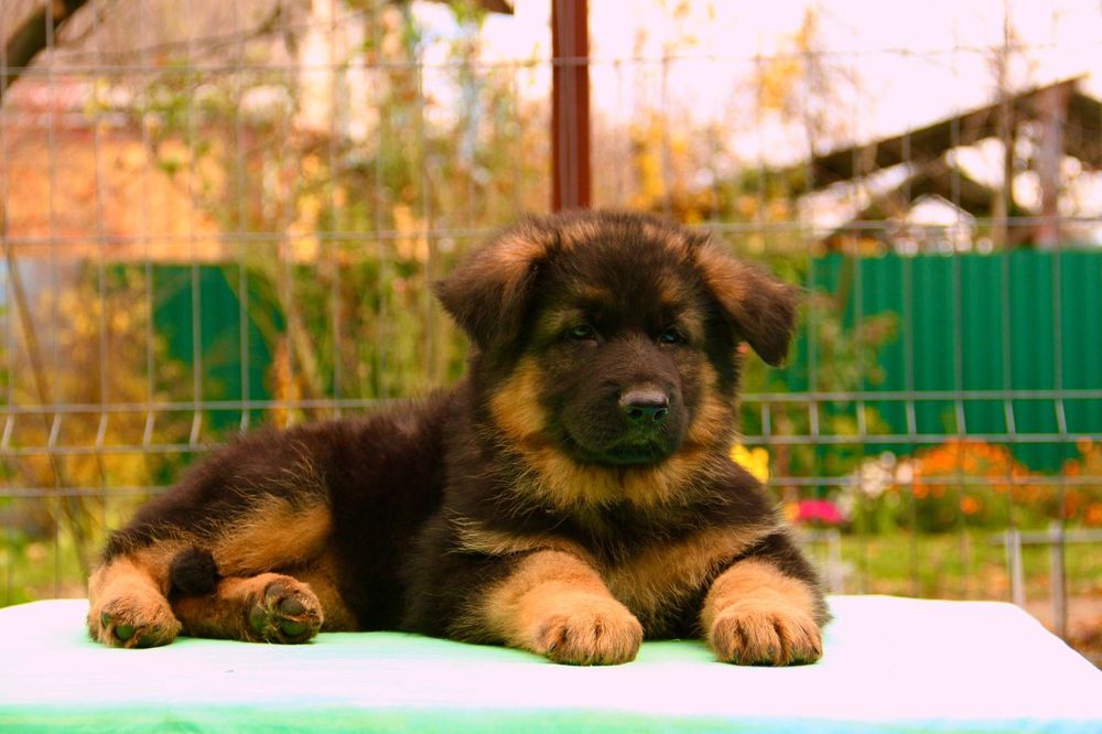 Німецька вівчарка Цуценята