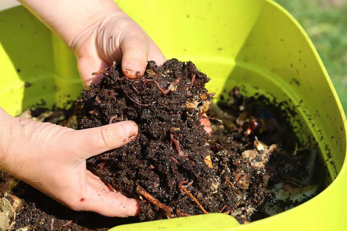 Хробак каліфорнійський для компостної ями біодобриво екодобриво