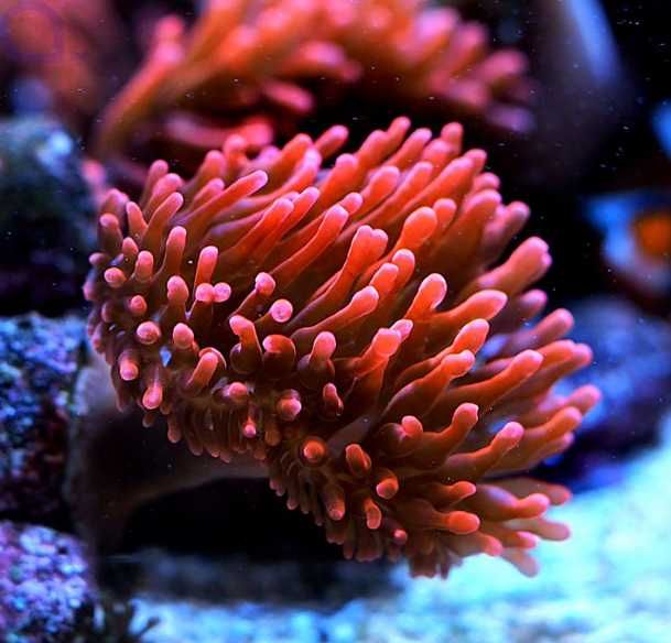 Entacmaea quadricolor (RED) [Ukwiał] [Akwarium Morskie]