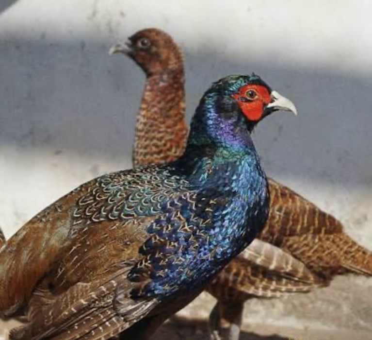 Trio de Faisoes versicolores