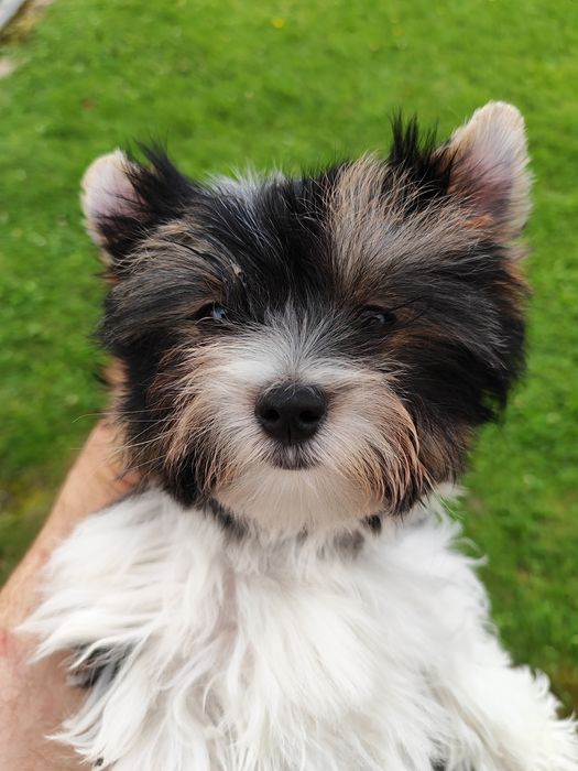 Yorkshire terrier biewer piesek