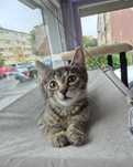 Skórka do adopcji