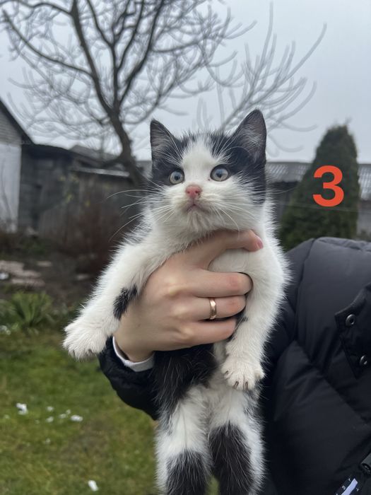 Oddam koty odrobaczone