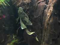 Zbrojnik Ancistrus Green Dragon longfin