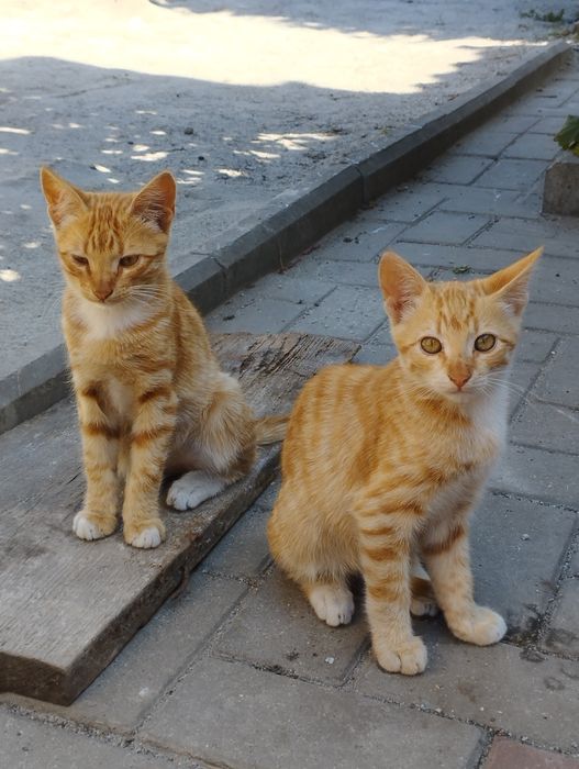 Отдаём 4 котят в хорошие руки