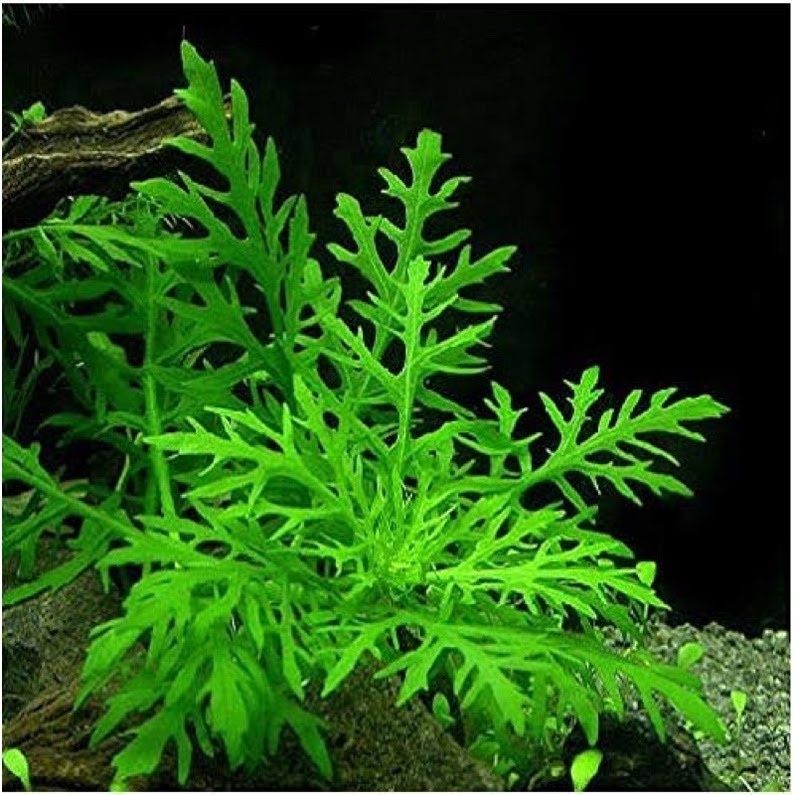 Hygrophila Diformis (planta aquário)