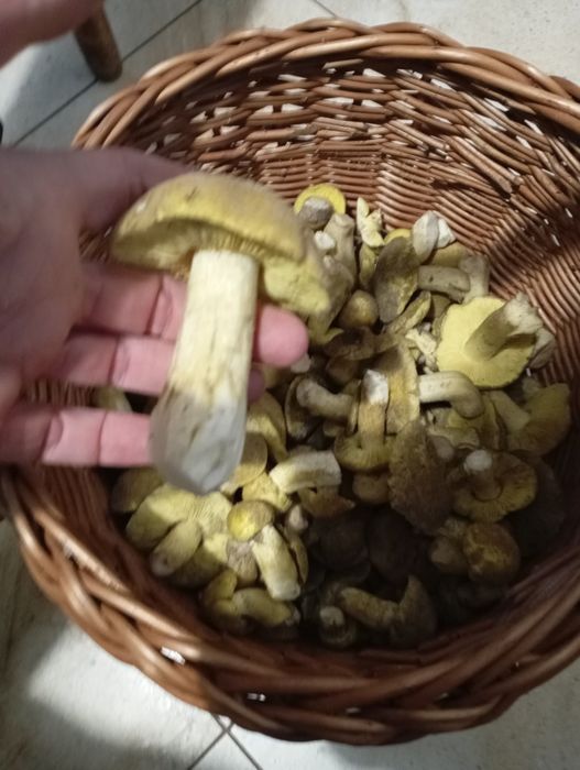 Gąski zielonki grzyby