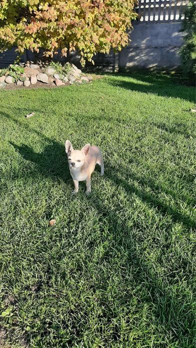 Piękny piesek rasy Chihuahua - chłopczyk