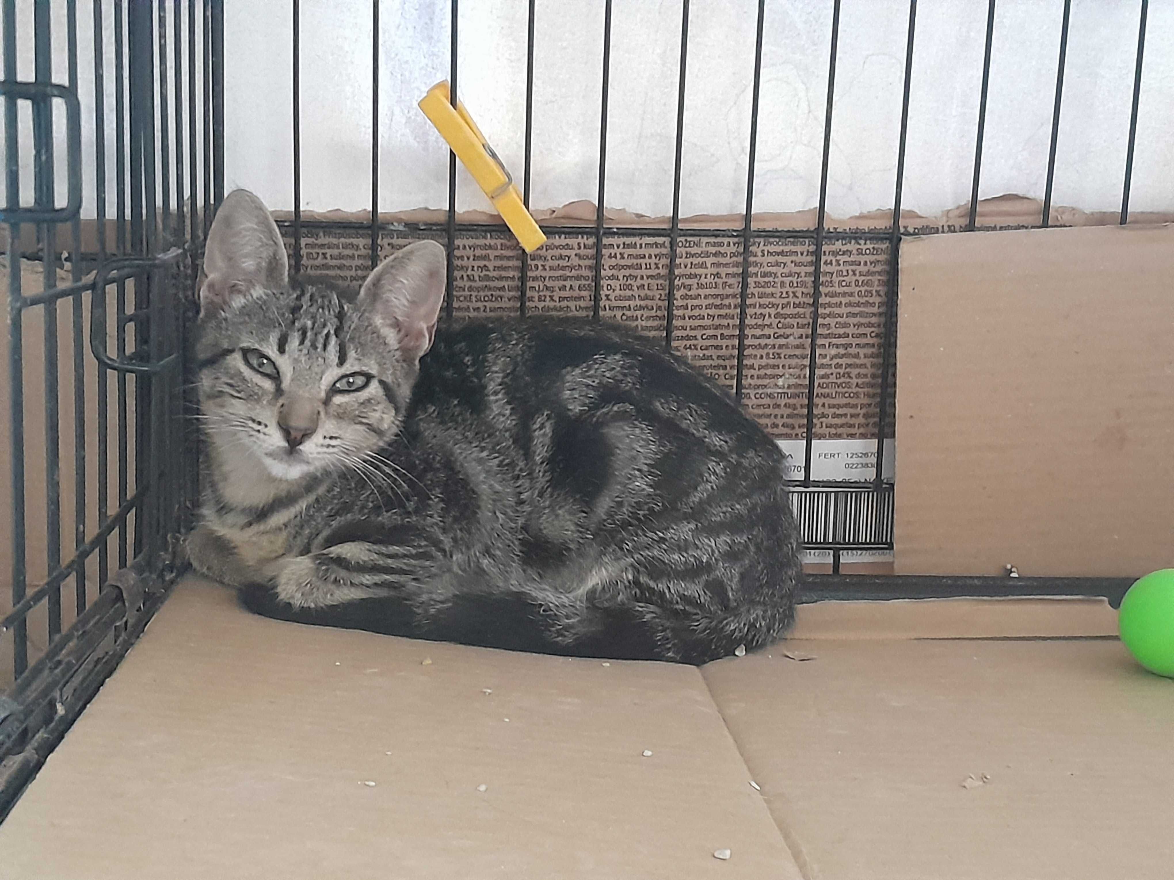 Gatinhas bebés para adoção consciente