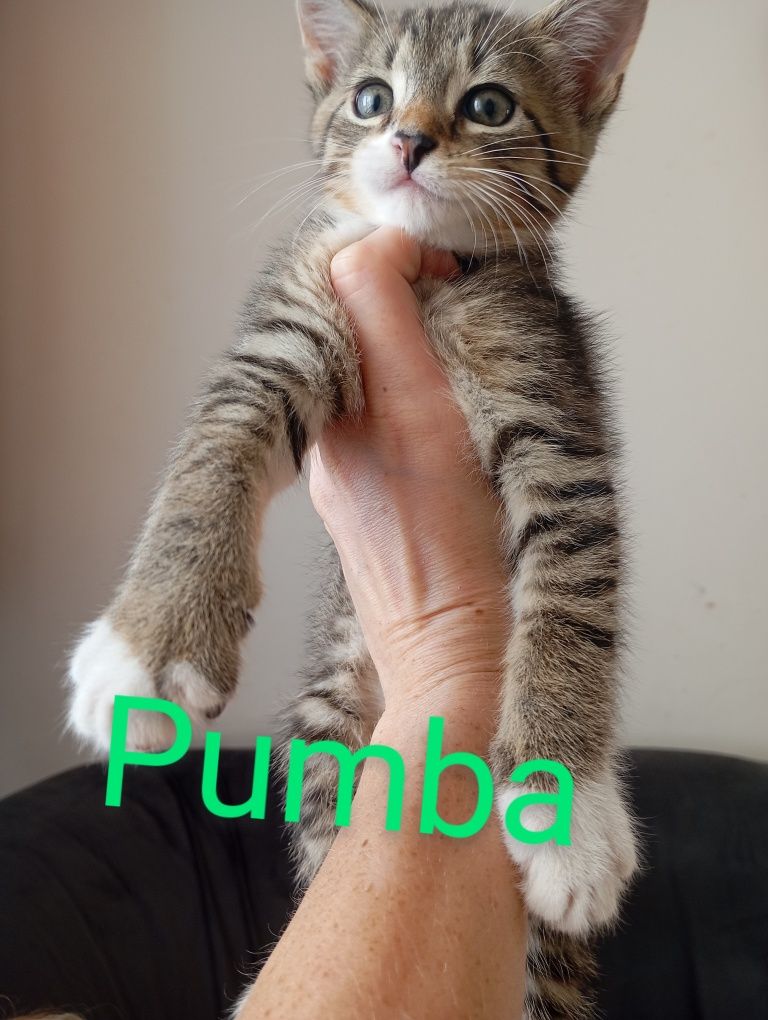 Oddam kotki w dobre ręce !!