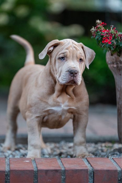 Samiec American Bully XL Lilac Merle reprezentant Bullies Minds