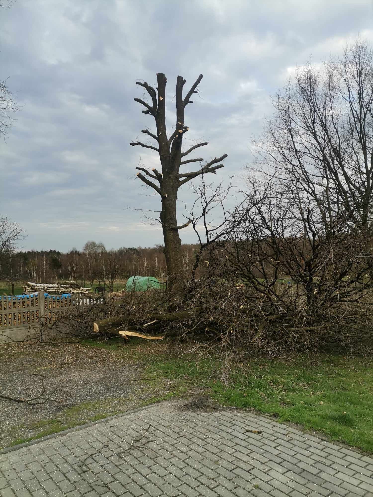 Wycinka drzew, Koszenie traw, Frezowanie pni