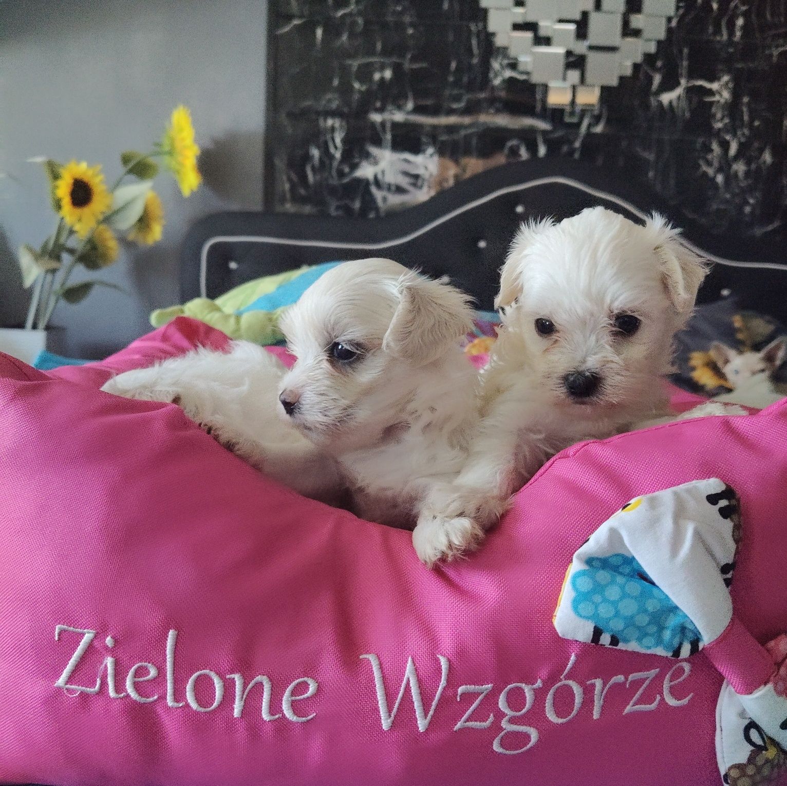 Maltańczyk piesek wychowany przez behawioryste.