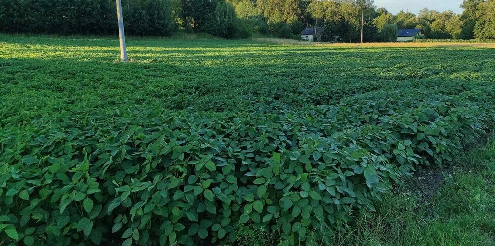 Soja abaca zbior 2025