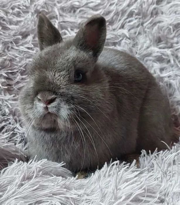 Акція!! Нідерландський карлик, кролик шоу класу з розпліднику