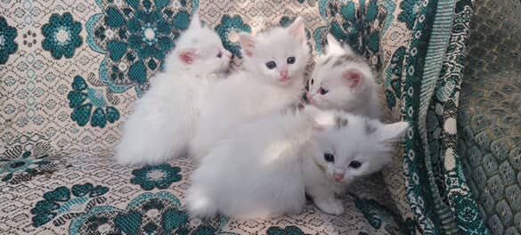 Котенята в добрі руки