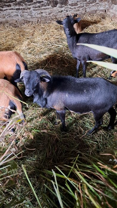 Zamiana lub sprzedam barana kameruna