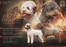 Lagotto Romagnolo