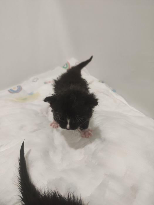 3 tygodniowe kociaczki do adopcji