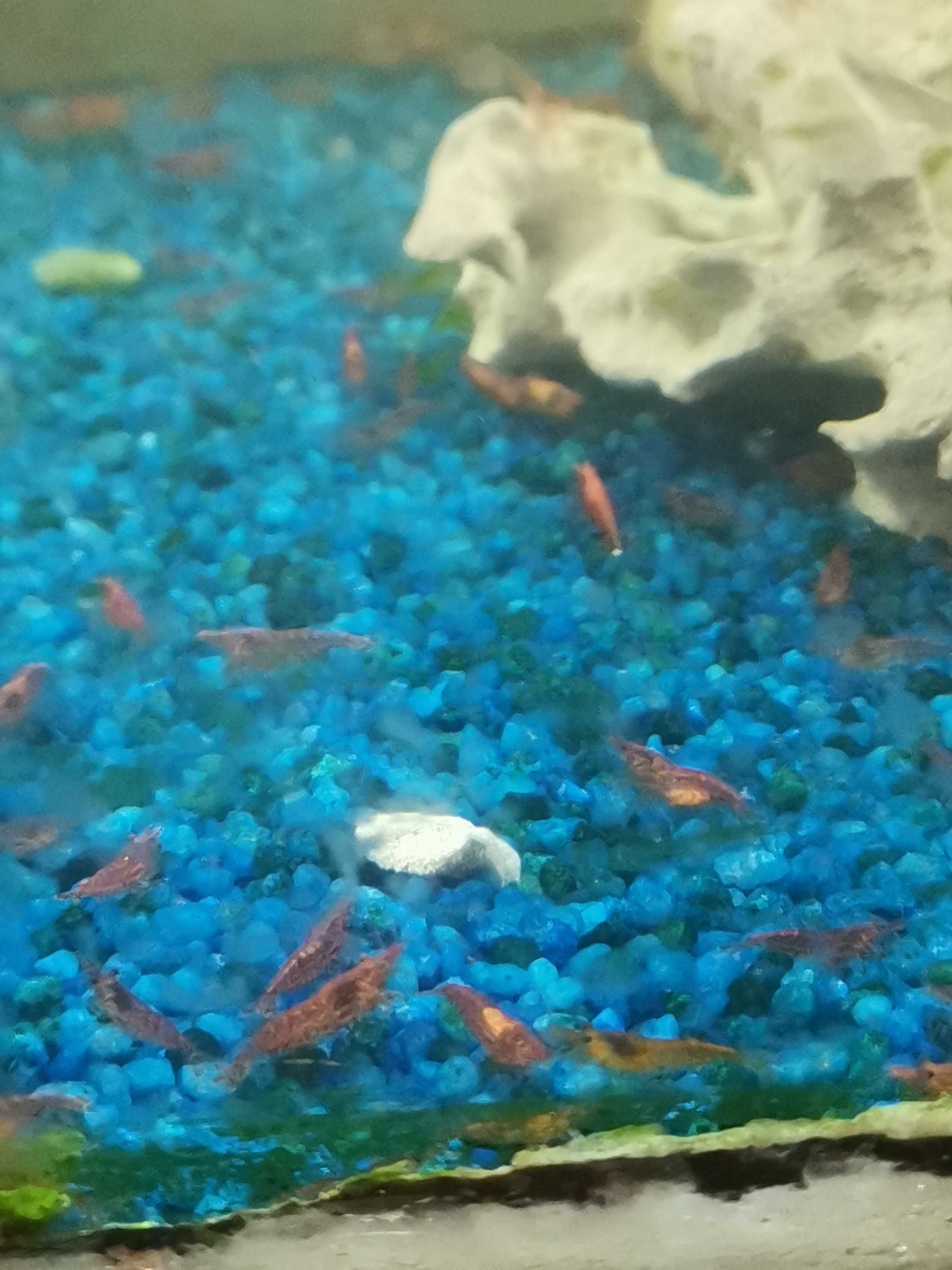 Camaroes red juvenis e não só também adultos