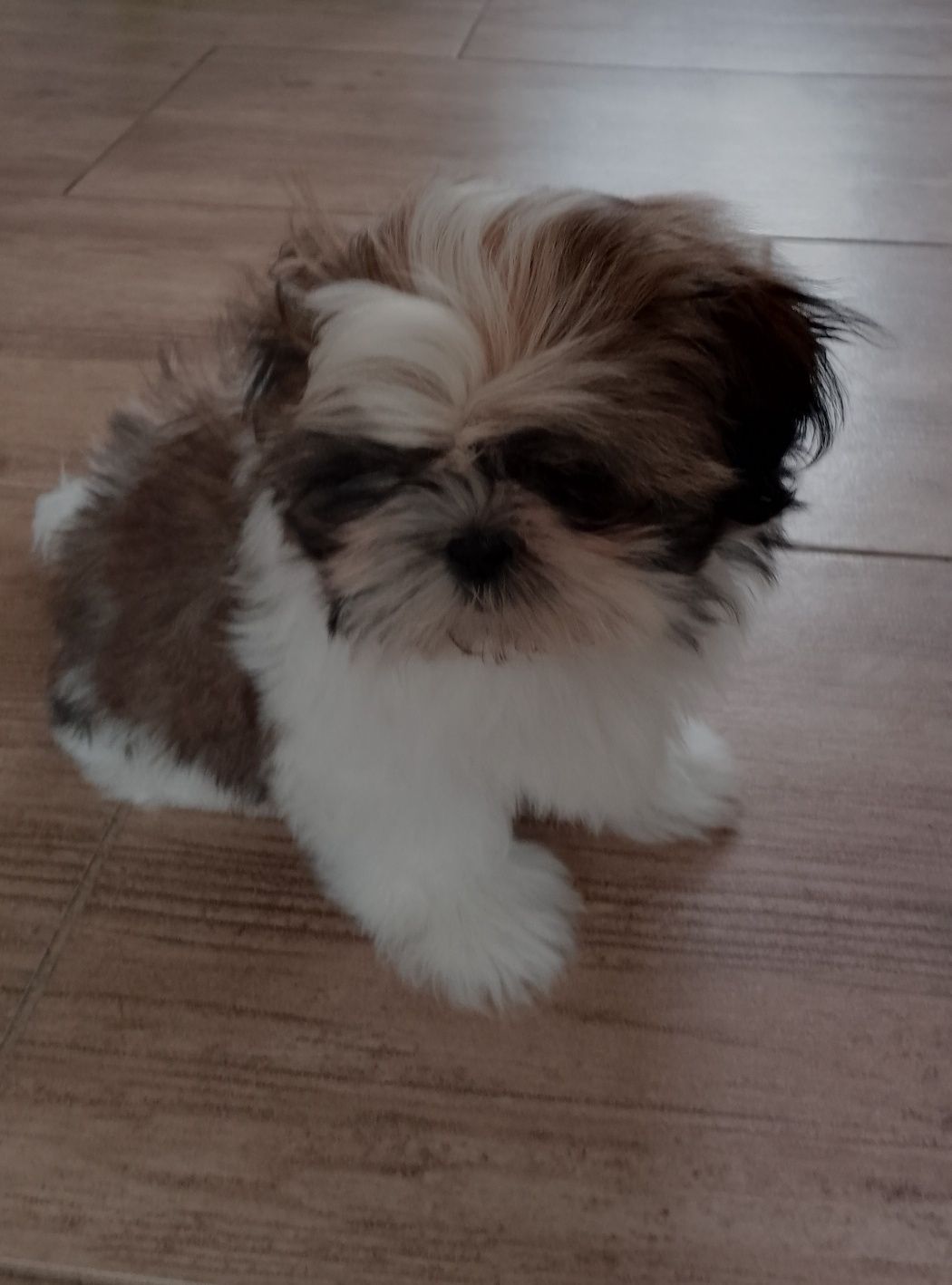 Uroczy,odchowany piesek Shih tzu
