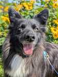 Alfa – miniaturowa piękność jak fiński lapphund